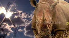 Rhinos almost killed by poachers – volunteers assist in the rescue mission!