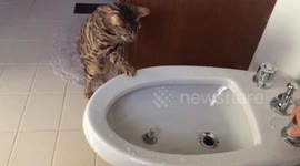 Bengal Cat Vs Bidet Water Round 2