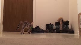 Bengal Kitten Plays Hide n Seek with Herself