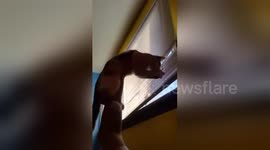 Newsflare Edit - Kitten Loves Blinds