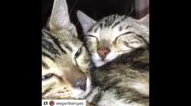 Three Baby Bengals Meeewing