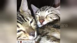 Newsflare Edit - Three Baby Bengals Meeewing
