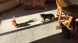 Bengal Kittens Meet Rudolph the Twerking Reindeer