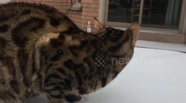 Bengal Kitten's First Snow Fall