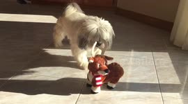 Stewart the Dog Learning to Share with Ella the Bengal