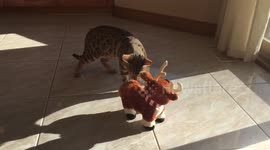 Bengal Kitten Takes on Twerking Reindeer