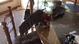 Bengal Kitten Fail