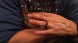 Grumpy Bengal Post Nail Trimming