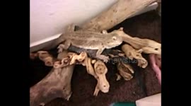 My pet dragon