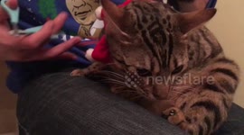 When Trimming a Bengal Cat's Nails