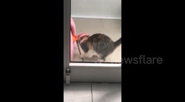 Flip the cat remains true to its name