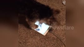 Newsflare Edit - Dog gets mad cats watching him play on his iPad