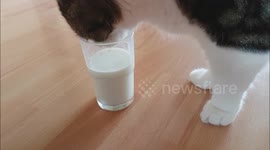 cat drink 1e time milk
