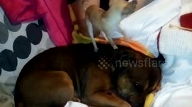 La patience du staffie