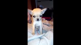 Princess Chihuahua trop marrante !
