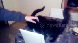Chats,à moi les caresses !