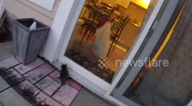 Excited kitten runs into glass door
