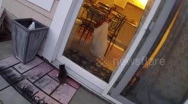 Excited kitten runs into glass door