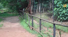 Sneaky Vervet Monkeys steal from Baboons
