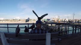 Man is surrounded by pigeons on the Santa Monica Pier
