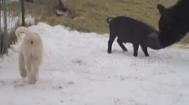 Pet pig, dog and cow play together in the snow