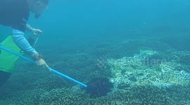 Marine biologist removes huge coral-eating starfish from coral reef
