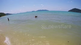 Swimming Beach Dog! Koh Chang Island, Thailand