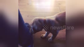 Newsflare Edit - Playful Puppy