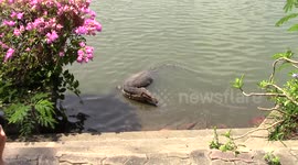Huge monitor lizard approaches tourists in Bangkok, Thiailand