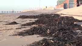 storm conor dumps several tons of seaweed on blackpool beach