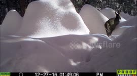 Whitetail doe ploughs through snow in Idaho