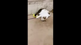 Kitten Falls Asleep While Playing