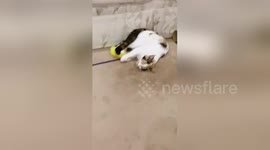 Newsflare Edit - Kitten Falls Asleep While Playing