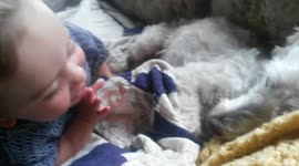 Lupin Dog and Baby Tzivia BFF