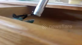 Peepshorts: A new drawer?