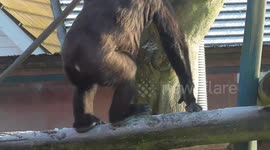 Baby gorilla struggles on slippery wood structure