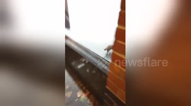 Footage shows rat running around inside London Primark store