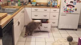 Cheeky raccoon really doesn't want to go to his room