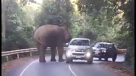 Curious elephant approaches tourists' cars