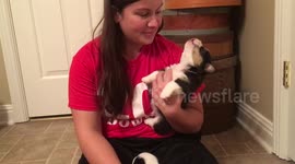 Corgi puppy's howl is a little bit pathetic