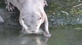 Cute otters break the ice at Twycross zoo