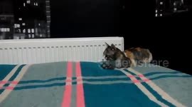 The cat participating in The Battle of Normandy