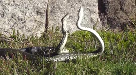 Australian Snakes Perform Mating