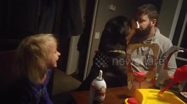 Rottie wants to Play PieFace