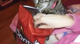 Cat makes sure owner sticks to New Year diet