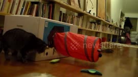 CATS NOTICE VIDEO CAMERA