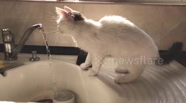 Who said cats are afraid of water?