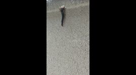 GIANT Hawaiian VENOMOUS centipede