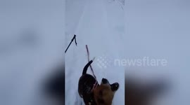 Newsflare Edit - Dog Freaks out when seeing squirrel