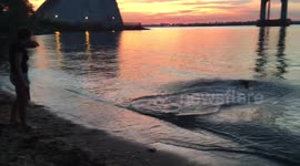 Doggy retrieving frisbee